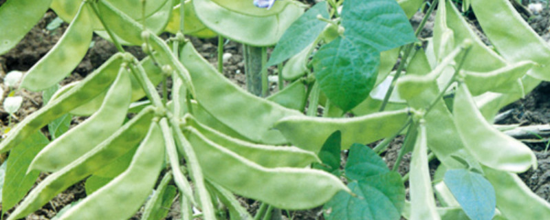 扁豆怎么种