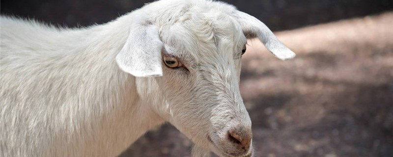 土方羊羔瘫软治疗方法