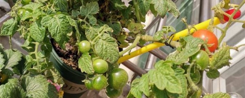 西红柿要怎样种植才能长的大结的多