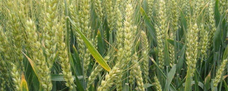 小麦死穗是什么原因