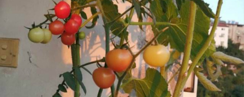 西红柿缓苗水要浇透吗
