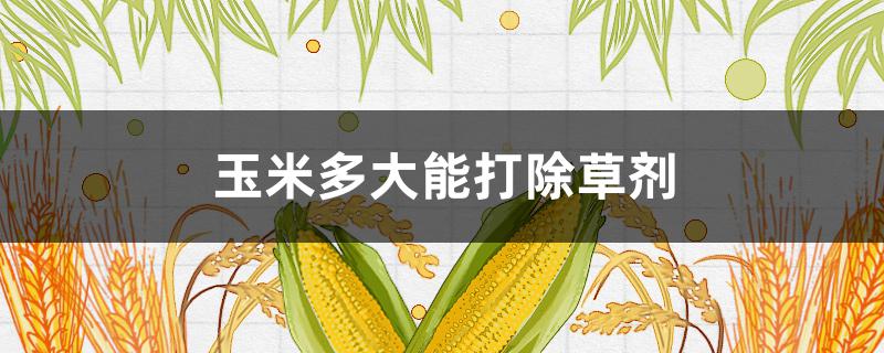 玉米多大能打除草剂