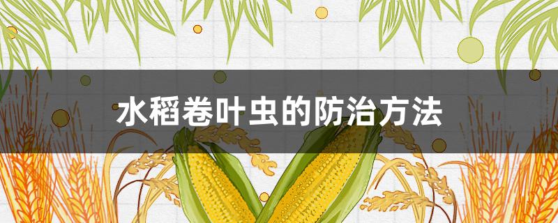 水稻卷叶虫的防治方法