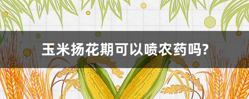 玉米扬花期可以喷农药吗?