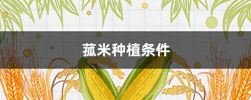 菰米种植条件