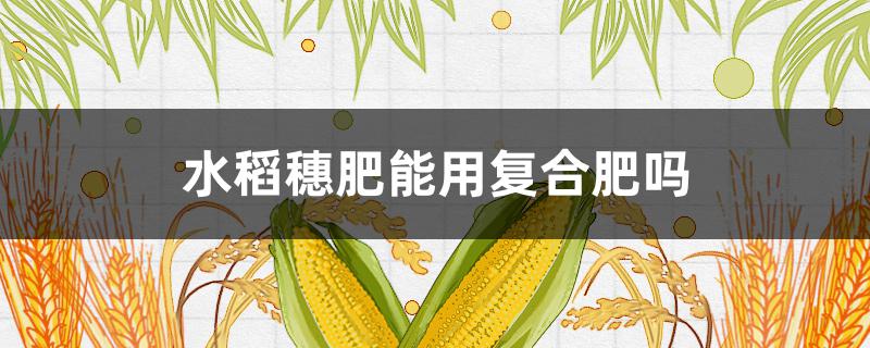 水稻穗肥能用复合肥吗