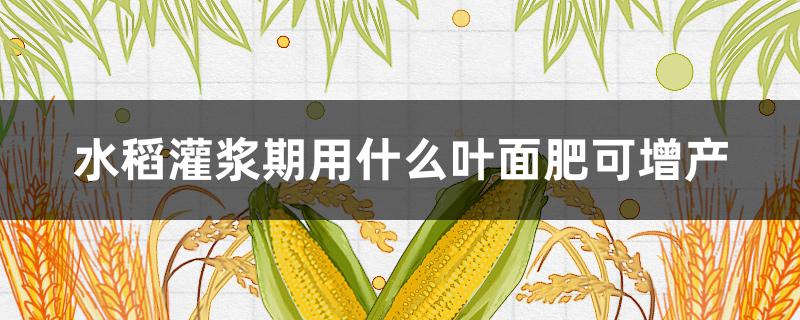 水稻灌浆期用什么叶面肥可增产