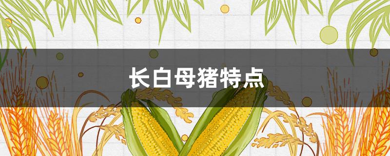 长白母猪特点