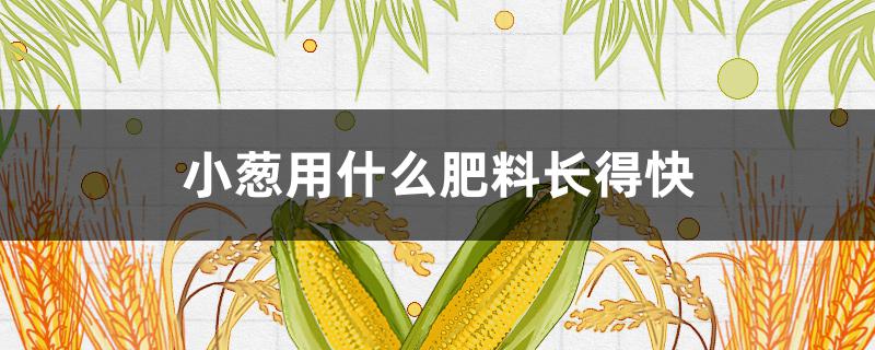 小葱用什么肥料长得快