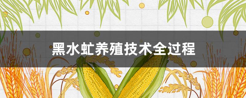 黑水虻养殖技术全过程