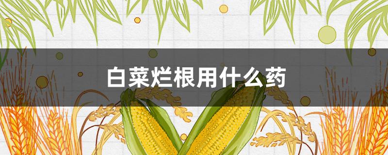 白菜烂根用什么药