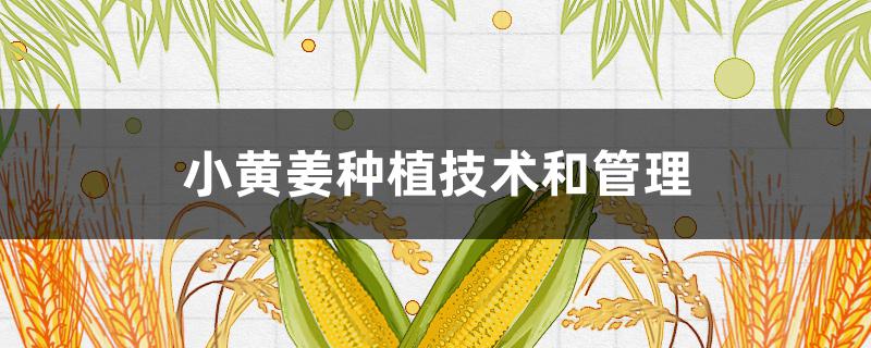 小黄姜种植技术和管理