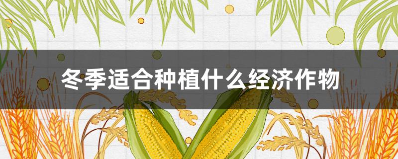 冬季适合种植什么经济作物