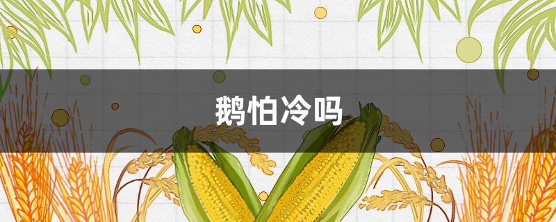 鹅怕冷吗