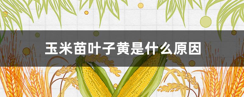 玉米苗叶子黄是什么原因
