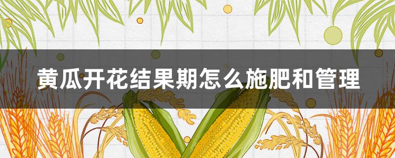 黄瓜开花结果期怎么施肥和管理