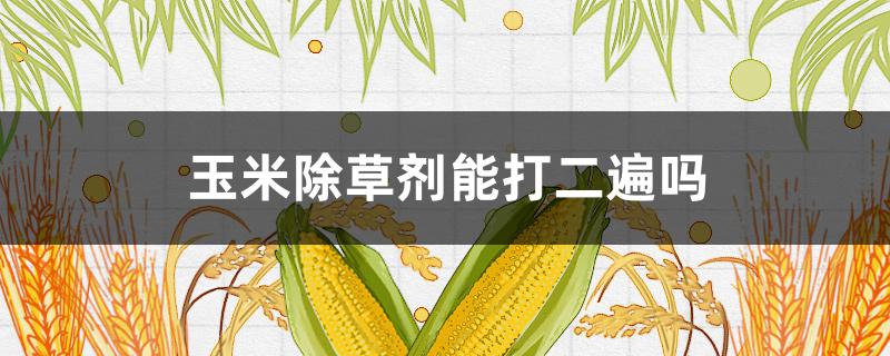 玉米除草剂能打二遍吗