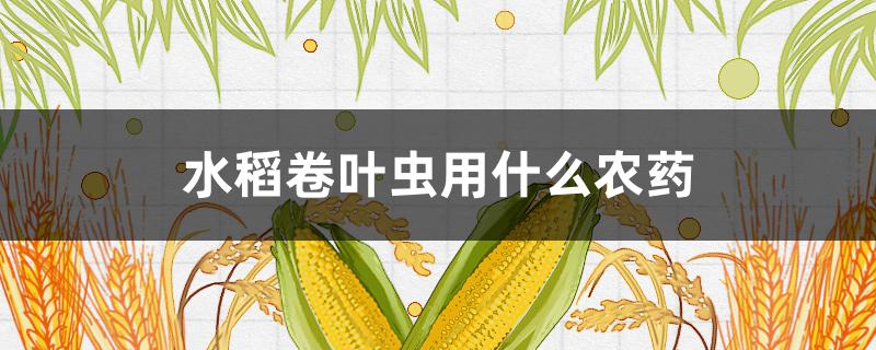 水稻卷叶虫用什么农药