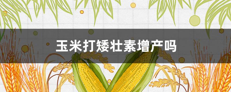 玉米打矮壮素增产吗