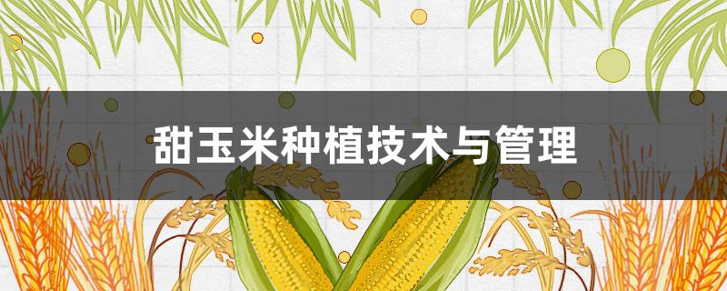 甜玉米种植技术与管理