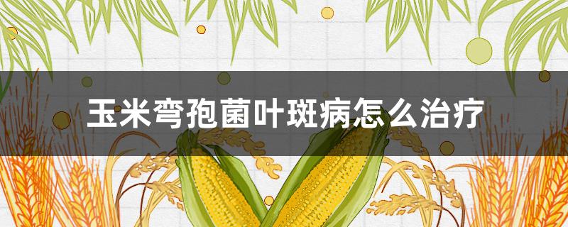 玉米弯孢菌叶斑病怎么治疗